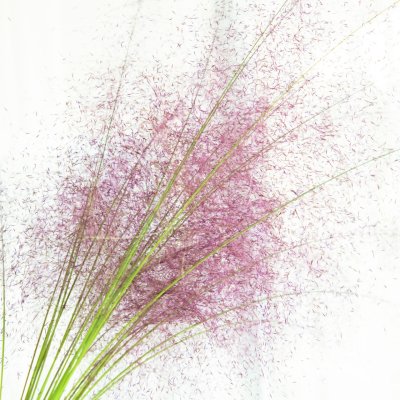 Zoom bild av Rosa muhlygräs Muhlenbergia capillaris hort. Ruby