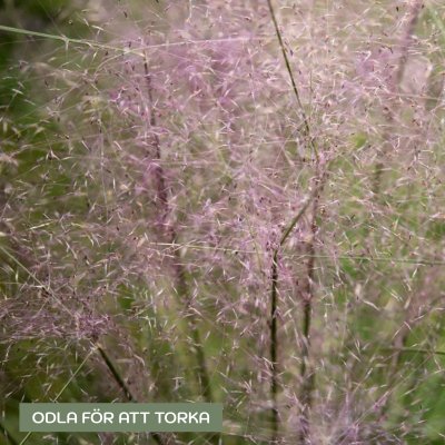 Zoom bild av Rosa muhlygräs Muhlenbergia capillaris hort. Ruby