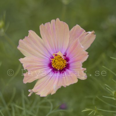 Zoom bild av Rosenskära - Cosmos Bipinnatus Apricotta