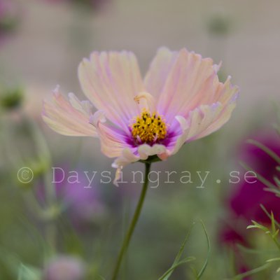 Zoom bild av Rosenskära - Cosmos Bipinnatus Apricotta