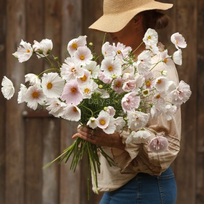 Zoom image of Rosenskära Cosmos Bipinnatus Cupcakes Blush