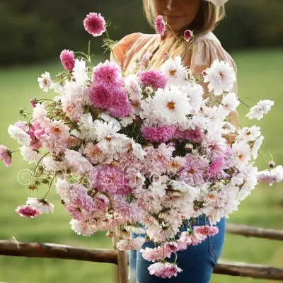 Rosenskära Cosmos bipinnatus Double Click Bicolour Pink