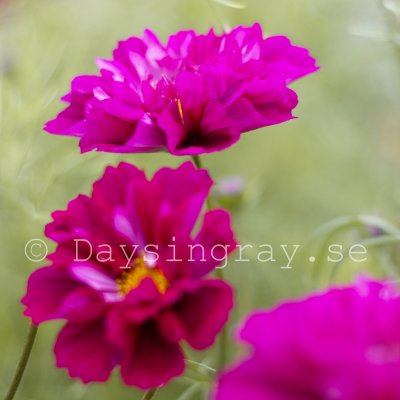 Zoom bild av Rosenskära - Cosmos Bipinnatus Double Click Cranberries