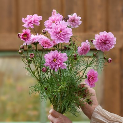 Zoom bild av Rosenskära Cosmos bipinnatus Double Click Rose Bonbon