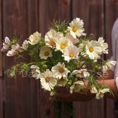 Zoom bild av Rosenskära - Cosmos bipinnatus Kiiro