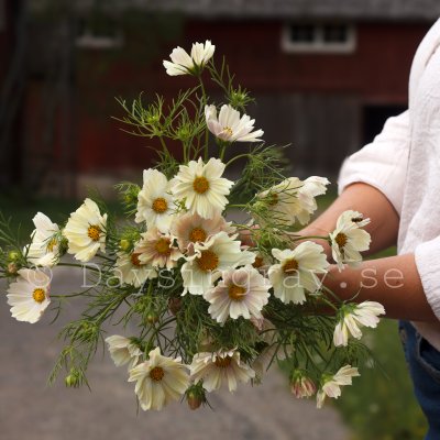 Zoom bild av Rosenskära - Cosmos bipinnatus Kiiro
