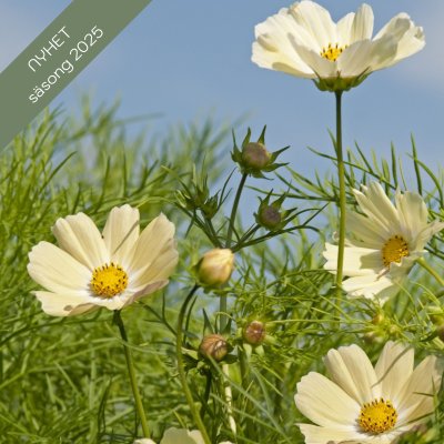 Zoom bild av Rosenskära Kiiro