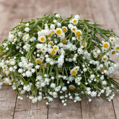 Zoom bild av Sandeternell Ammobium alatum Grandiflorum
