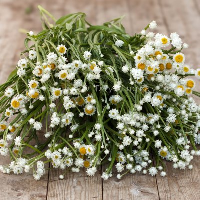 Zoom bild av Sandeternell Ammobium alatum Grandiflorum