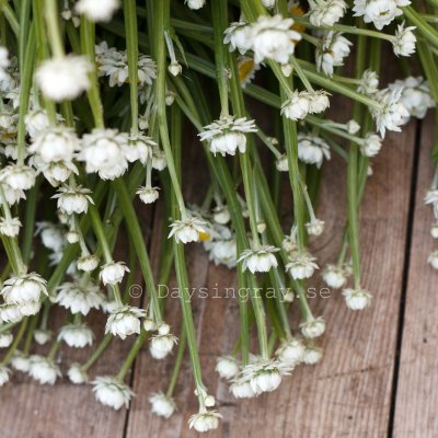 Zoom bild av Sandeternell Ammobium alatum Grandiflorum