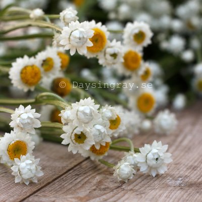 Zoom bild av Sandeternell Ammobium alatum Grandiflorum
