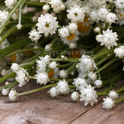 Zoom bild av Sandeternell Ammobium alatum Grandiflorum
