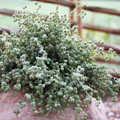 Zoom bild av silene conica balltje-balltje Sandglim