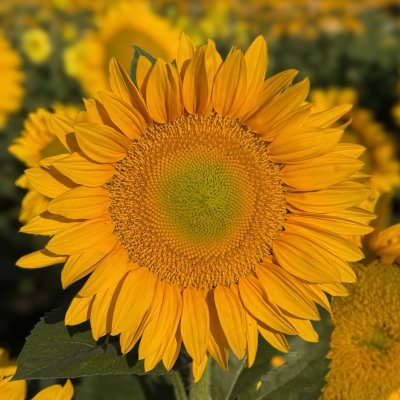 Zoom bild av Solros Helianthus annuus DMR Pro Cut Gold Lite