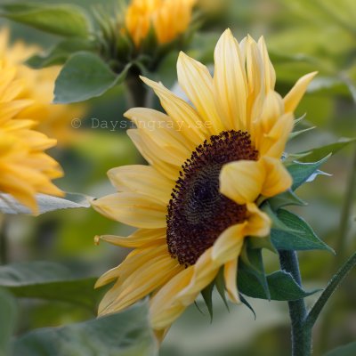 Zoom bild av Solros Helianthus annuus Pro Cut Peach
