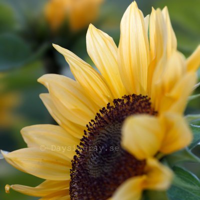Zoom bild av Solros Helianthus annuus Pro Cut Peach