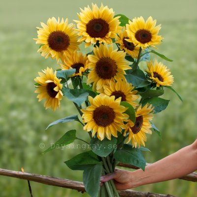 Zoom bild av Solros Helianthus annuus Pro Cut Peach