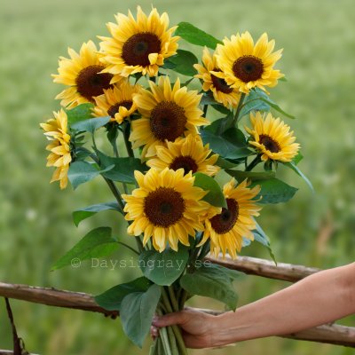Zoom bild av Solros Helianthus annuus Pro Cut Peach STORPACK