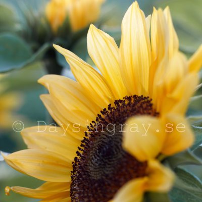 Helianthus annuus f1 Pro Cut Peach Solros