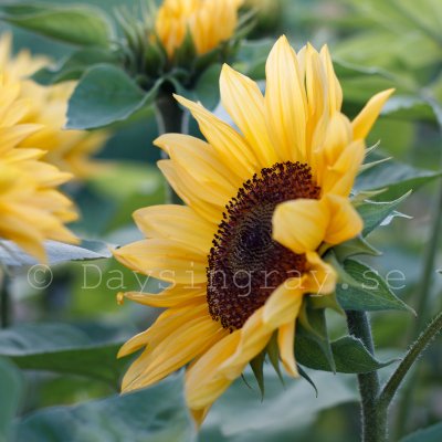 Helianthus annuus f1 Pro Cut Peach Solros