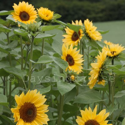 Helianthus annuus f1 Pro Cut Peach Solros
