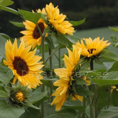 Helianthus annuus f1 Pro Cut Peach Solros