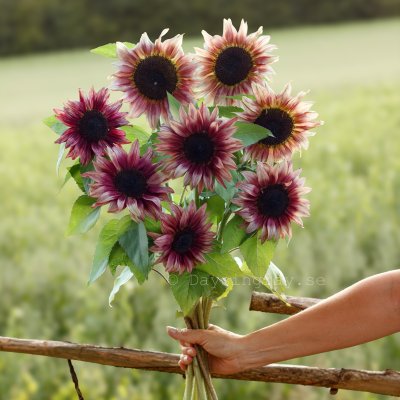 Zoom bild av Solros Helianthus annuus Pro Cut Plum