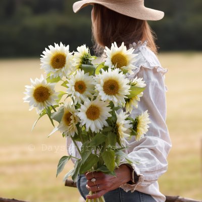 Zoom image of Sunflower Helianthus annuus Pro Cut White Lite BIGPACK