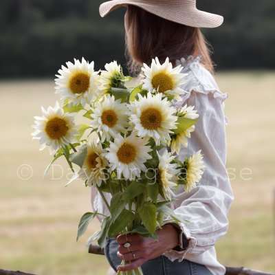 Solros Helianthus annuus ProCut White Lite