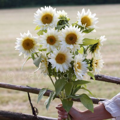 Solros Helianthus annuus ProCut White Lite