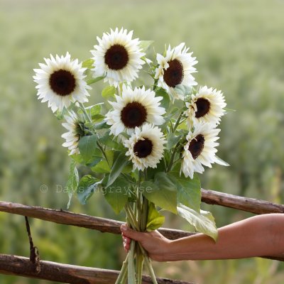 Zoom bild av Solros Helianthus annuus Pro Cut White Nite