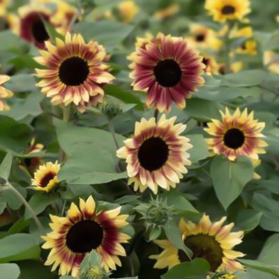 Zoom bild av Solros Helianthus annuus Summer Lovin
