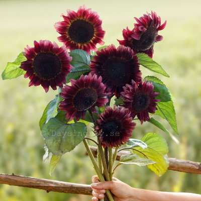 Zoom bild av Solros Helianthus annuus Pro Cut Red