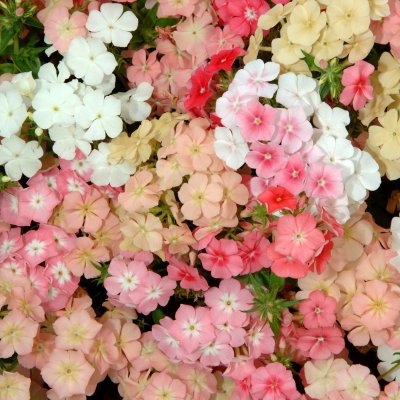 Zoom bild av Sommarflox Phlox drummondii Beauty Coral Reef