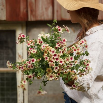 Zoom bild av Sommarflox Phlox drummondii Cherry Caramel
