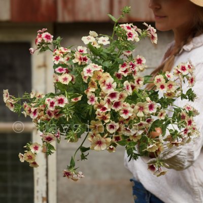 Zoom bild av Sommarflox Phlox drummondii Cherry Caramel