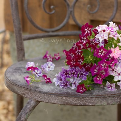 Zoom image of Phlox drummondii grandiflora Starry Eyes
