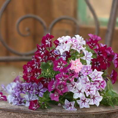 Zoom image of Phlox drummondii grandiflora Starry Eyes