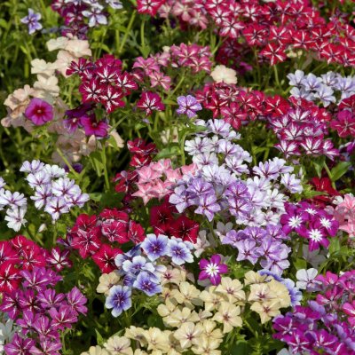 Zoom bild av Sommarflox Phlox drummondii grandiflora Starry Eyes