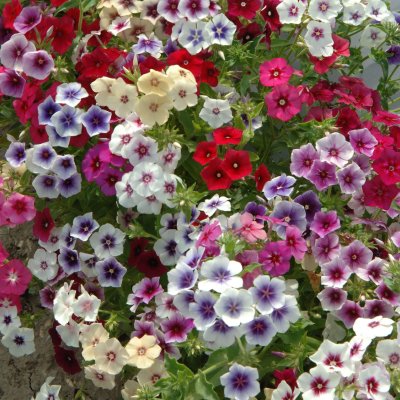 Zoom image of Sommarflox Phlox drummondii Grandiflora Tapestry Mix