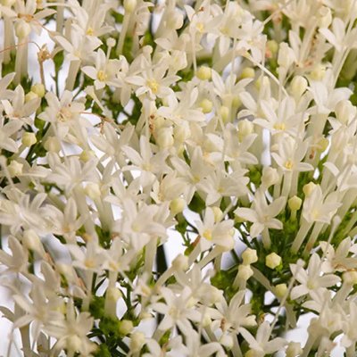 Sommarhalsört Trachelium caeruleum Corine White