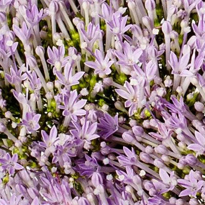 Zoom image of Sommarhalsört Trachelium caeruleum Supreme Early Light Blue