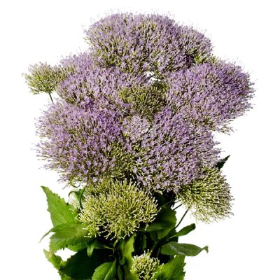 Zoom image of Sommarhalsört Trachelium caeruleum Supreme Early Light Blue