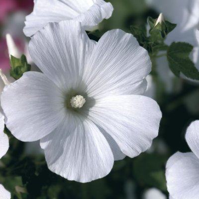 Zoom bild av Sommarmalva Lavatera trimestris Mont Blanc