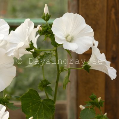 Zoom image of Annual Mallow Lavatera trimestris Mont Blanc