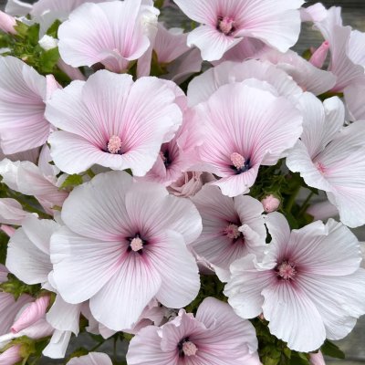 Zoom bild av Sommarmalva Lavatera trimestris Pink Regis