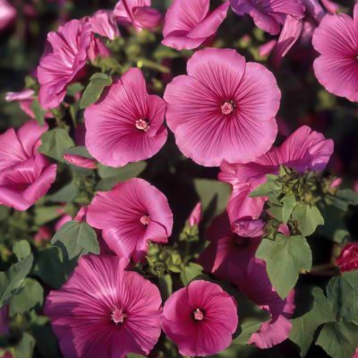 Zoom image of Annual Mallow Lavatera trimestris Ruby Regis