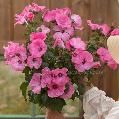 Zoom bild av Sommarmalva Lavatera trimestris Silver Cup