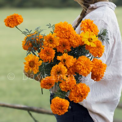 Zoom bild av Stor Tagetes Tagetes erecta Hawaii