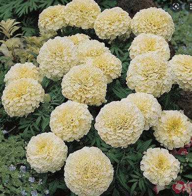 Zoom image of Marigold Tagetes erecta Vanilla Killimanjaro